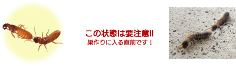 この状態は要注意！！巣作りに入る直前です！